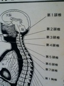 人体神経系図