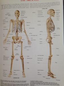 人体　骨格