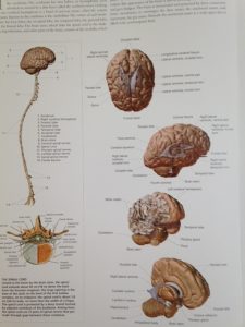 人体　脳